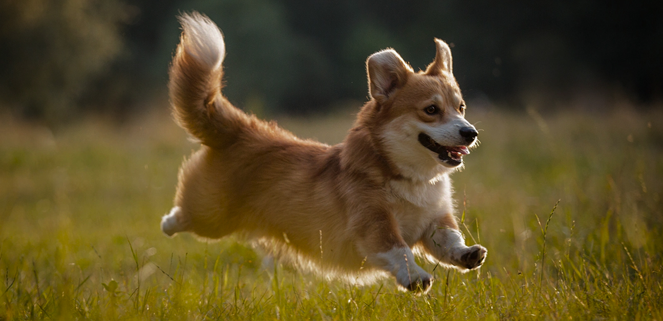 Размещение с питомцами номер
